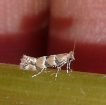 Gracillariidae : Phyllonorycter trifasciella?  S